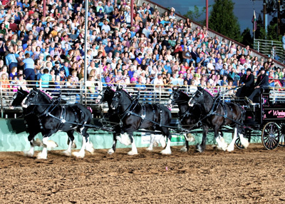 Arlin Wareing and his Shires perform at the 25th annual Draft Horse Classic. Wareing, of Blackfoot, Idaho, was the winner of the Six-Up Ultimate Hitch Championship.