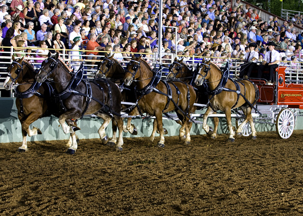 magnificent six-up competition at the Draft Horse Classic